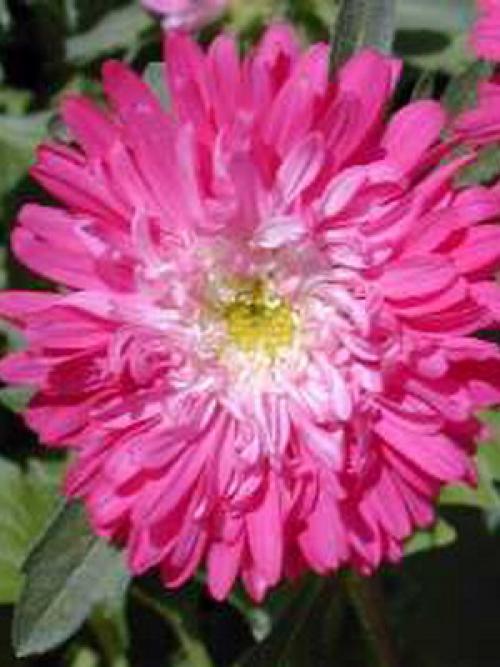 Тенелюбивые цветы для сада. Многолетники 18 Тенелюбивые цветы для сада. Многолетники 18