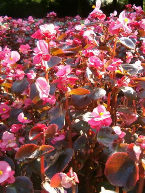 Тенелюбивые цветы для сада. Многолетники 16 Тенелюбивые цветы для сада. Многолетники 16