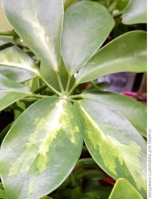 Средства по уходу за комнатными растениями. Все для комнатных растений: от грунта до опрыскивателя