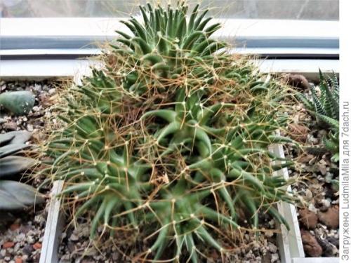 Средства по уходу за комнатными растениями. Все для комнатных растений: от грунта до опрыскивателя