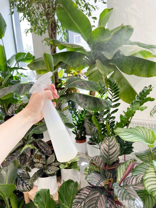 Советы новичкам для ухода за цветами летом. Советы по уходу за комнатными растениями летом