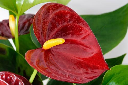 Что посадить в низкий широкий горшок. Горшок для комнатных растений. Все требования