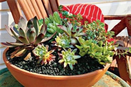 Для каких комнатных цветов нужен большой горшок. Как подобрать большой горшок для цветка? 17