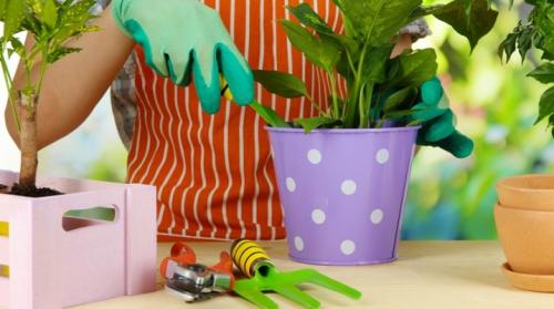 Как растут домашние. Уход за комнатными растениями в домашних условиях