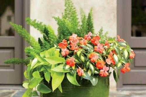 Для каких комнатных цветов нужен большой горшок. Как подобрать большой горшок для цветка? 15