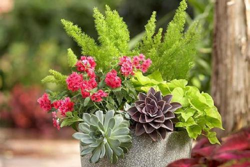 Для каких комнатных цветов нужен большой горшок. Как подобрать большой горшок для цветка? 14