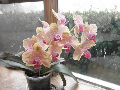 Что посадить в низкий широкий горшок. Горшок для комнатных растений. Все требования