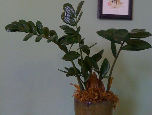 Что посадить в низкий широкий горшок. Горшок для комнатных растений. Все требования