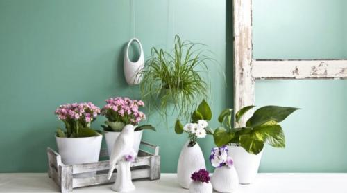 Какие цветы любят керамические горшки. Керамические горшки для цветов: особенности, размеры и дизайн