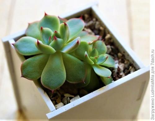 Средства по уходу за комнатными растениями. Все для комнатных растений: от грунта до опрыскивателя