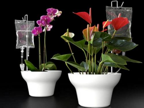 Уход за комнатными цветами и выращивание растений. Особенности ухода за комнатными растениями: приемы полива (с фото и видео)