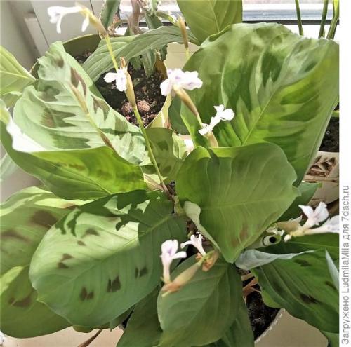 Средства по уходу за комнатными растениями. Все для комнатных растений: от грунта до опрыскивателя