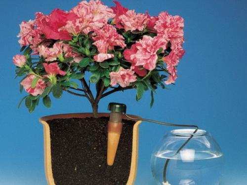 Уход за комнатными цветами и выращивание растений. Особенности ухода за комнатными растениями: приемы полива (с фото и видео)