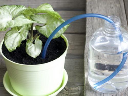 Уход за комнатными цветами и выращивание растений. Особенности ухода за комнатными растениями: приемы полива (с фото и видео)