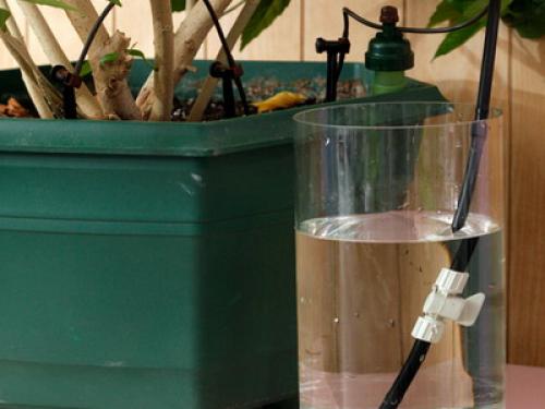 Уход за комнатными цветами и выращивание растений. Особенности ухода за комнатными растениями: приемы полива (с фото и видео)