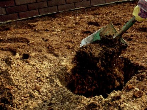 Как разбить сад на 10 сотках. С чего начать (выбор места, состав почвы)