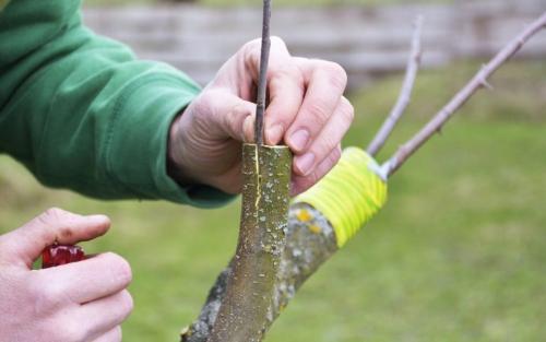 Уход за молодым садом весной. Введение