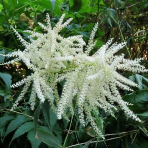 Красивый сад с цветами. Высокие садовые цветы (50 фото) в дачном дизайне