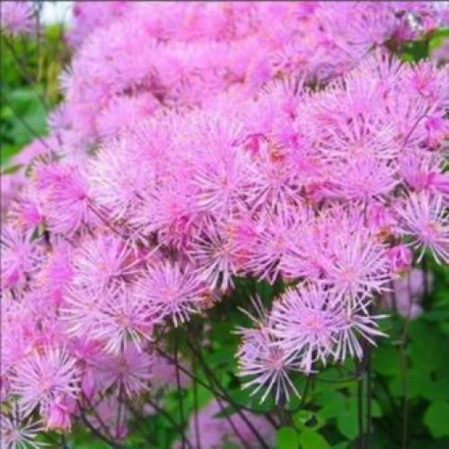 Красивый сад с цветами. Высокие садовые цветы (50 фото) в дачном дизайне