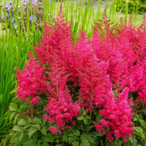 Красивый сад с цветами. Высокие садовые цветы (50 фото) в дачном дизайне