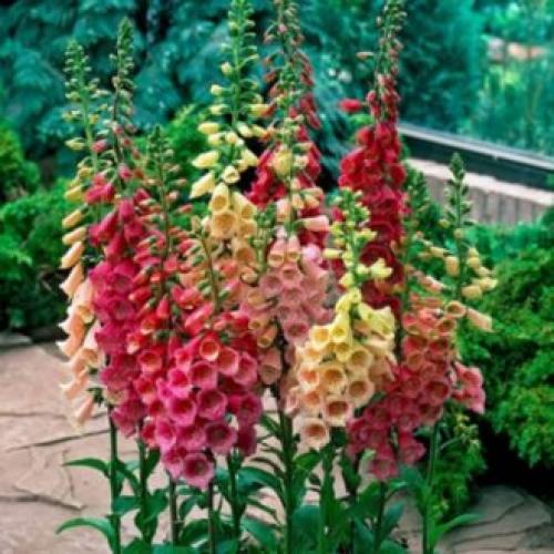 Красивый сад с цветами. Высокие садовые цветы (50 фото) в дачном дизайне