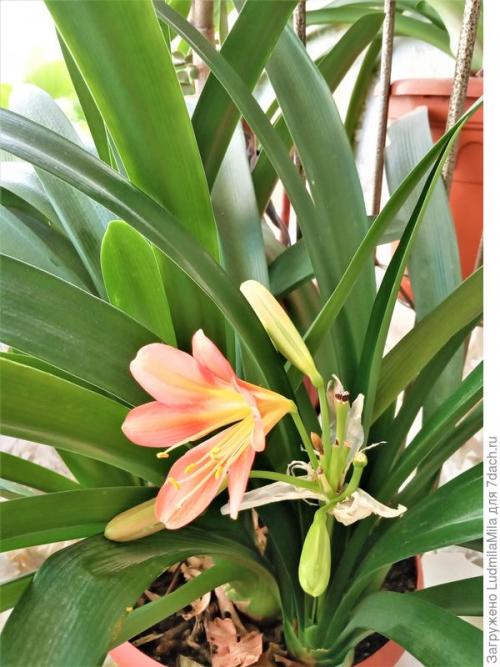 Средства по уходу за комнатными растениями. Все для комнатных растений: от грунта до опрыскивателя