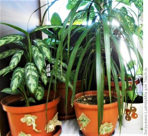 Средства по уходу за комнатными растениями. Все для комнатных растений: от грунта до опрыскивателя