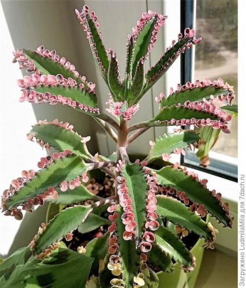 Средства по уходу за комнатными растениями. Все для комнатных растений: от грунта до опрыскивателя