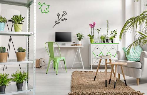 Памятка по уходу за растениями. 7 золотых правил ухода за комнатными растениями