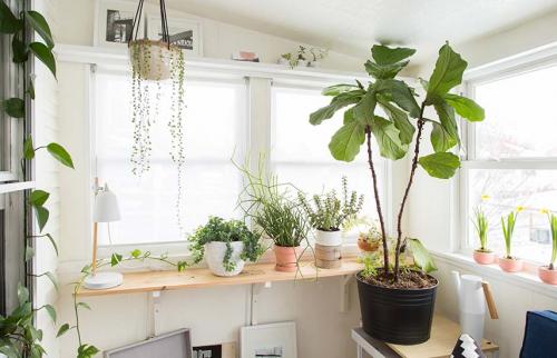 Памятка по уходу за растениями. 7 золотых правил ухода за комнатными растениями