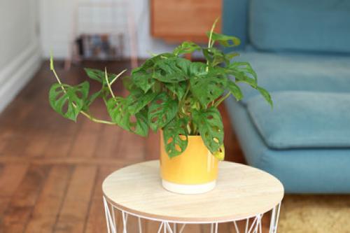 Виды горшков для комнатных растений. Какой горшок лучше выбрать для комнатных растений