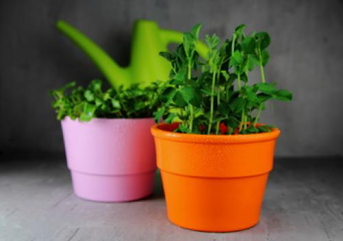 Виды горшков для комнатных растений. Какой горшок лучше выбрать для комнатных растений