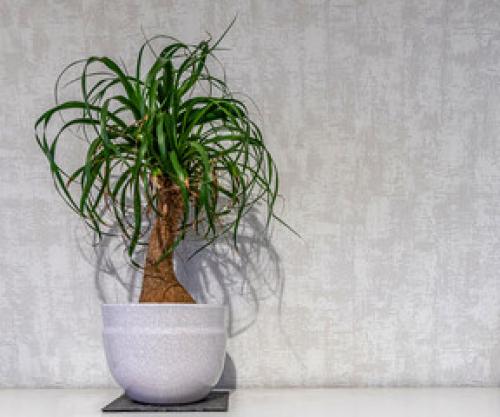 Виды горшков для комнатных растений. Какой горшок лучше выбрать для комнатных растений