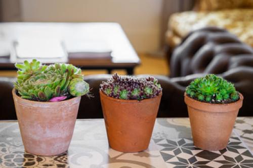 Виды горшков для комнатных растений. Какой горшок лучше выбрать для комнатных растений