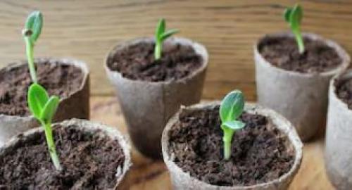 Весенние работы на даче и в саду. Весна в огороде. Краткие инструкции по сезонным работам 03