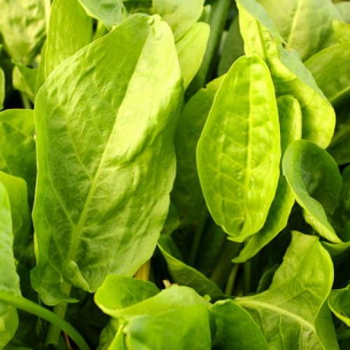 Выращивание овощей на огороде. Выращивание овощей в открытом грунте 11