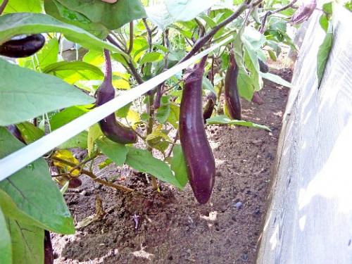 Что посадить в огороде неприхотливое. Навигация по записям