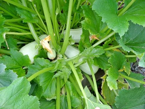 Что посадить в огороде неприхотливое. Навигация по записям