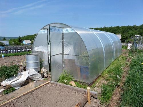 Что посадить в огороде неприхотливое. Навигация по записям