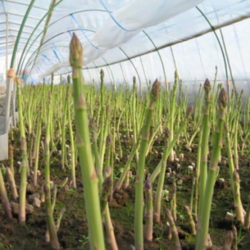 Выращивание овощей на огороде. Выращивание овощей в открытом грунте 12