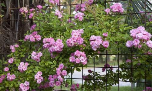 Правила ухода за садовой розой. Все начинается с посадки