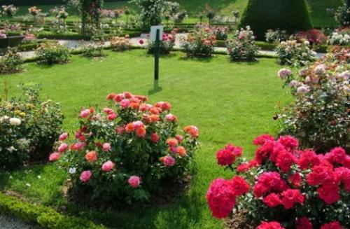 Правила ухода за садовой розой. Все начинается с посадки