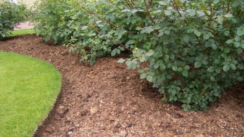 Первый полив роз весной. Необходимый уход за розами весной