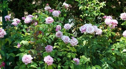 Как ухаживать за садовыми розами в течение года. Как ухаживать за розами для пышного цветения 01 Как ухаживать за садовыми розами в течение года. Как ухаживать за розами для пышного цветения 01