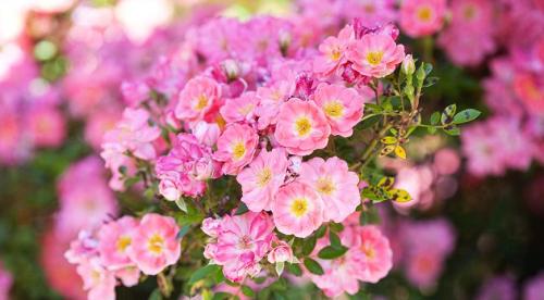 Как ухаживать за садовыми розами в течение года. Как ухаживать за розами для пышного цветения 04 Как ухаживать за садовыми розами в течение года. Как ухаживать за розами для пышного цветения 04