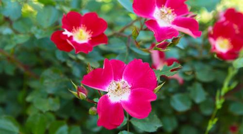 Как ухаживать за садовыми розами в течение года. Как ухаживать за розами для пышного цветения 05 Как ухаживать за садовыми розами в течение года. Как ухаживать за розами для пышного цветения 05