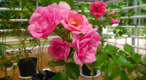 Правила ухода за садовой розой. Все начинается с посадки 09