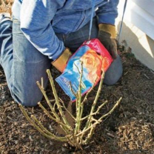 Первый полив роз весной. Необходимый уход за розами весной