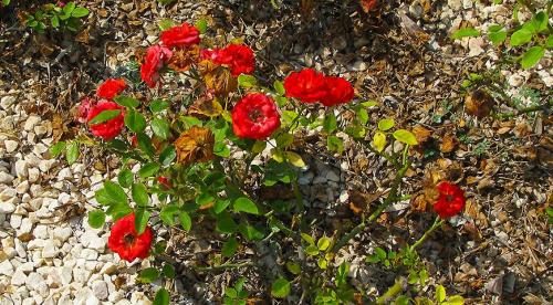 Правила ухода за садовой розой. Все начинается с посадки 06