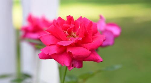 Как ухаживать за садовыми розами в течение года. Как ухаживать за розами для пышного цветения 02 Как ухаживать за садовыми розами в течение года. Как ухаживать за розами для пышного цветения 02